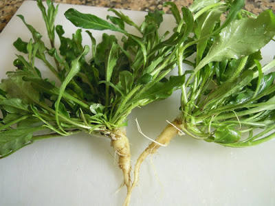 Daun dan akar Campanula rapunculus. Photo by stefanoeantonello.blogspot.com