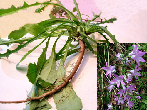 Daun dan akar Campanula rapunculus. Photo by Whatabloom.com