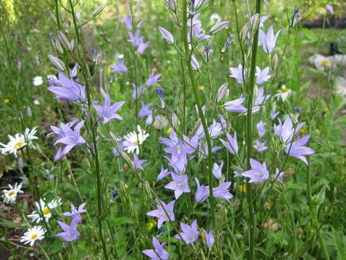 Bunga Campanula rapunculus. Photo by Cruydthoeck.nl