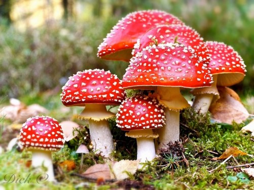 Amanita Muscaria. Photo credit: Soul Remedy