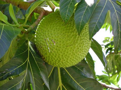 breadfruit2_enl