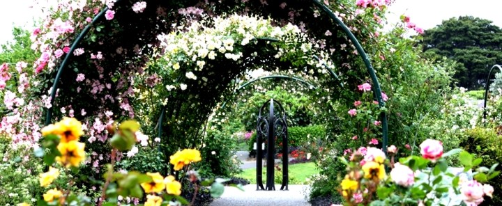 Ilustrasi kebun mawar. Photo credit: Auckland Botanical Gardens