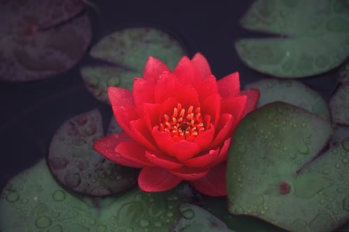 Ilustrasi lotus merah. Photo credit: Amazon