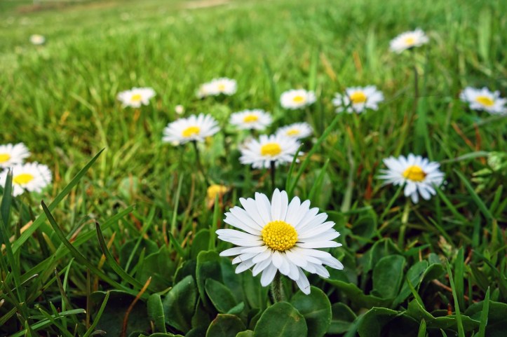 Bunga daisy putih. Photo credit: Pixabay