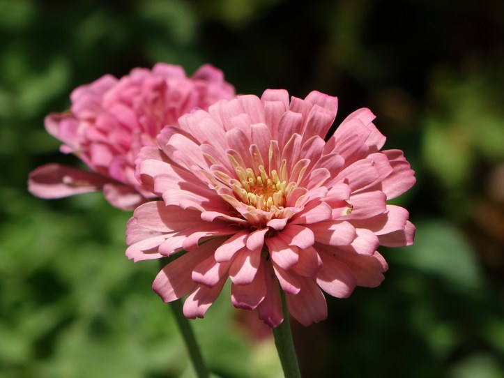Bunga zinnia. Photo credit: Pixabay