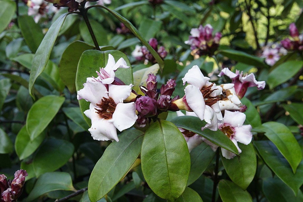 Climbing Oleander(Strophanthus gratus). © Wikimedia Commons/Vengolis