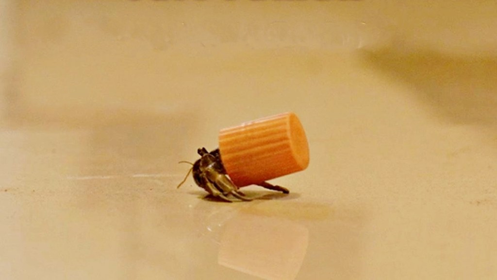 keong bercangkang tutup plastik di film Home Sweet Loan ©2024 dok. Visinema Pictures/Home Sweet Loan